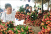 3  T2   586   Sản xuất trái cây truy xuất nguồn gốc(1)